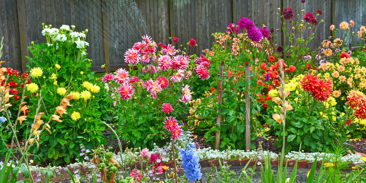 Bloembollen tot -25%: Kies voor kleur