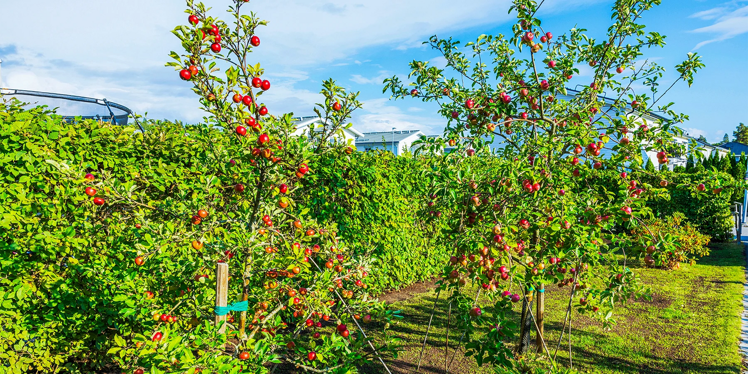 De klassiekers voor de boomgaard tot -30%