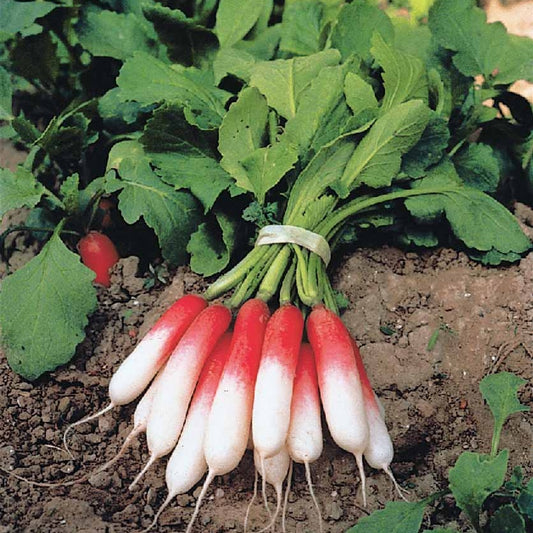 Radijs 'Flambo' - Bakker