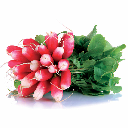 Radijs '18 Jours' - BIO - Bakker