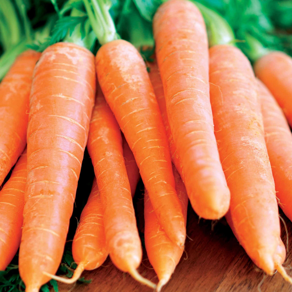 Wortel 'Nantaise Améliorée 3' - Daucus carota Nantaise améliorée 4 - Bakker