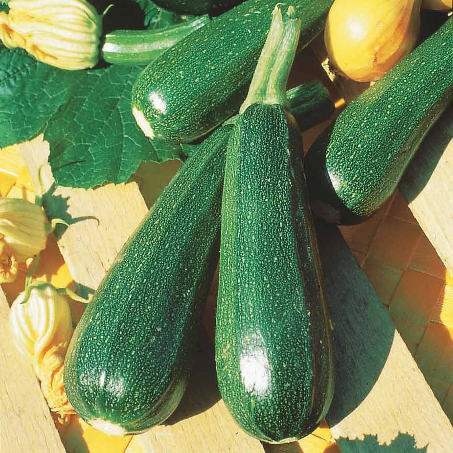 Courgettezaden - 10 Courgette BIO zaden - niet woekerend - Cucurbita pepo verte non coureuse des maraîchers