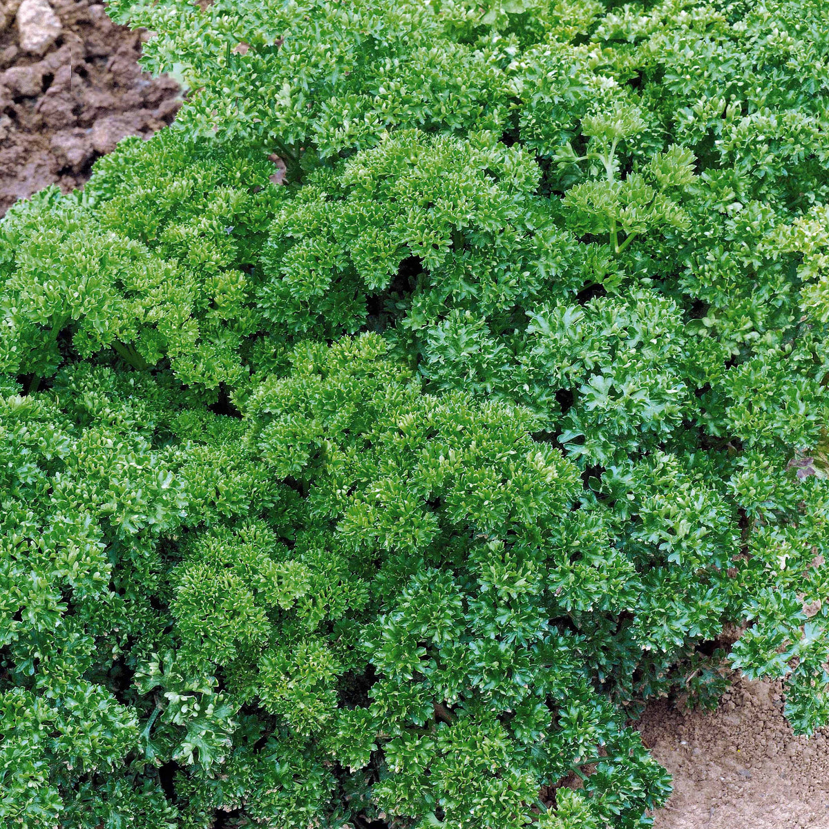 Krulpeterselie - BIO - Petroselinum crispum - Bakker