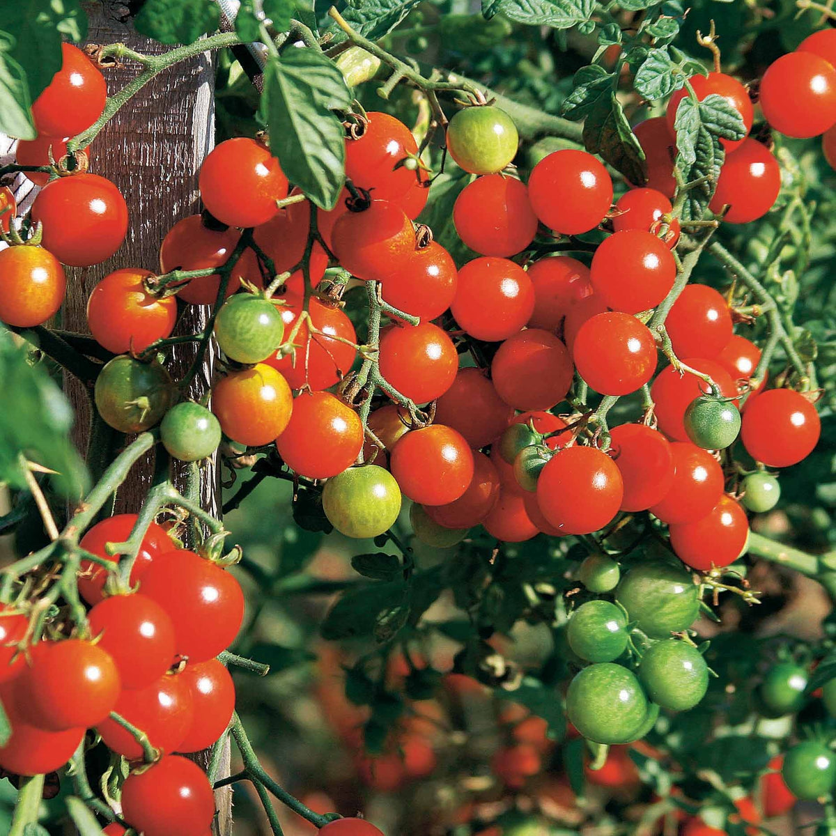 Kerstomaat 'Sweet Baby' - Solanum lycopersicum Sweet Baby - Bakker