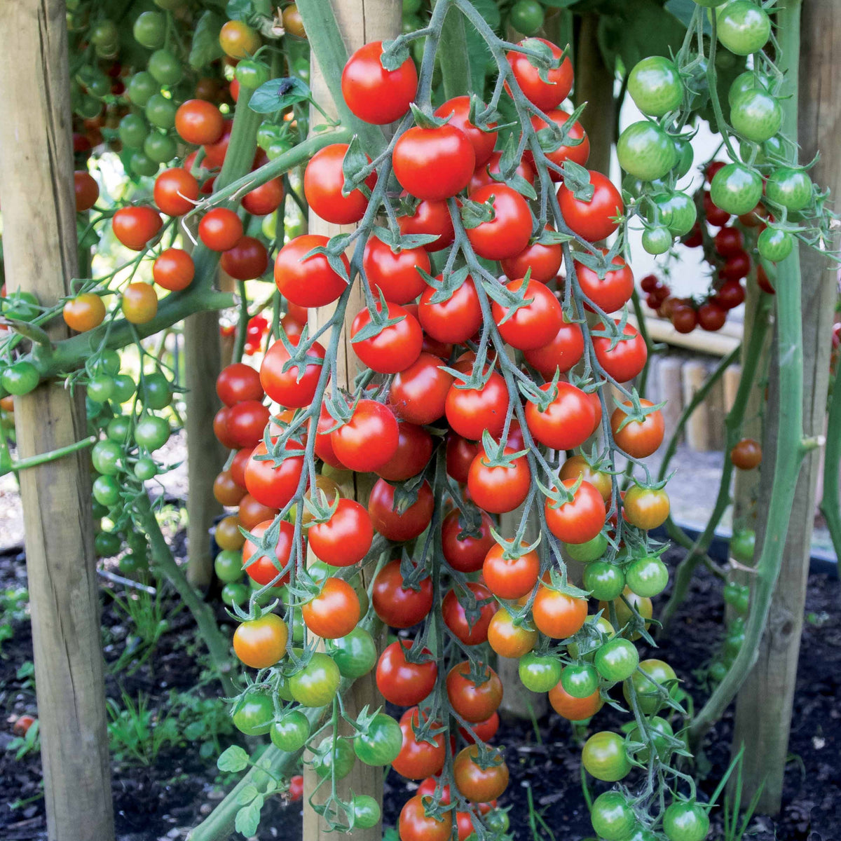 Kerstomaat 'Sweet Baby' - Bakker