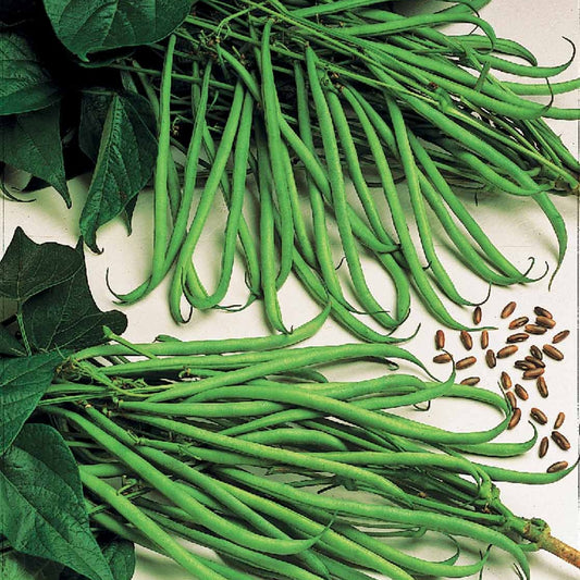 Sperzieboon 'Cordoba' - Bakker