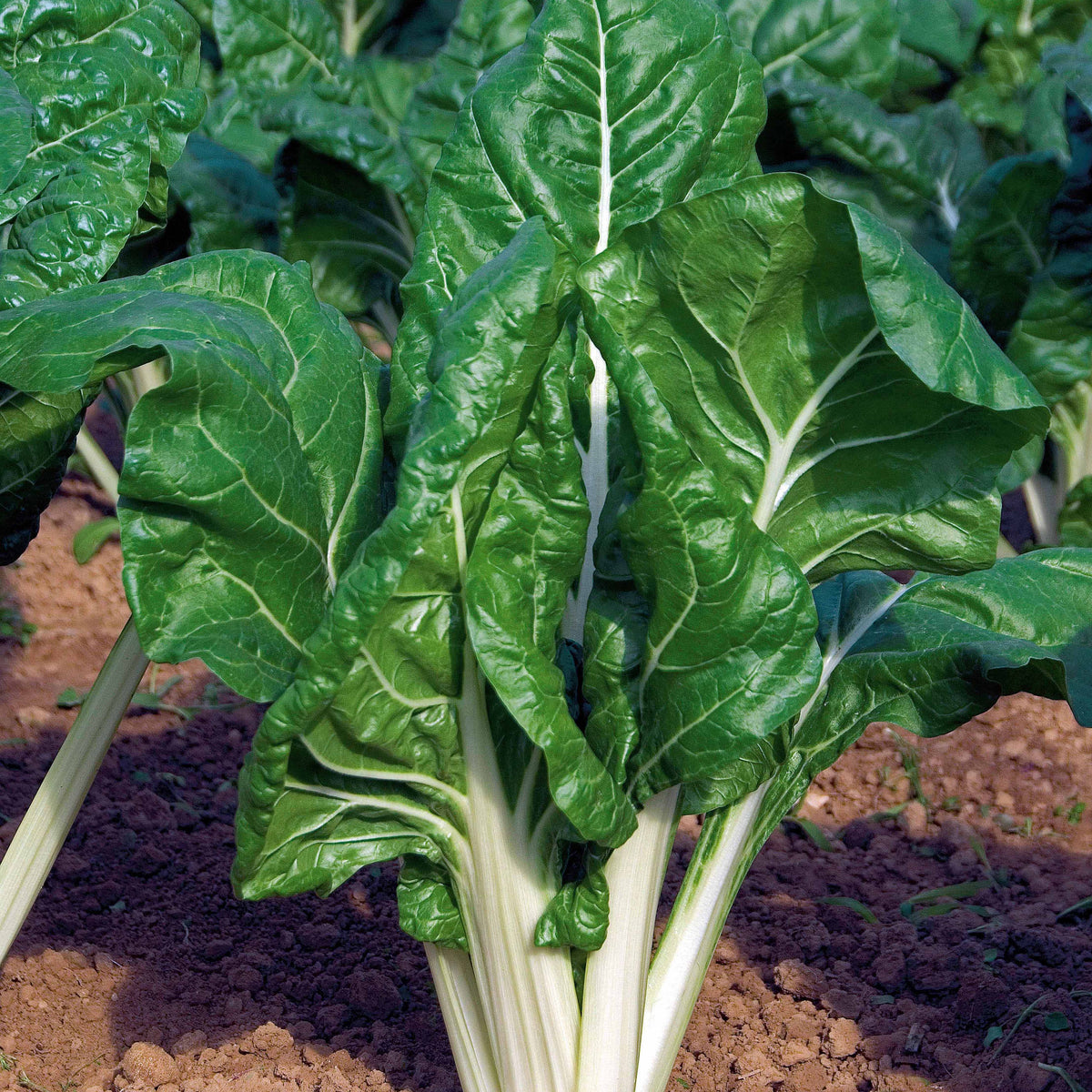 Snijbiet - Beta vulgaris cicla verte à cardes blanches 2 - Bakker