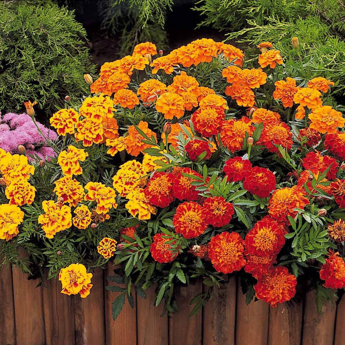 Tagetes patula rusty red - Afrikaantje 'Rusty Red' - Eenjarige bloemzaden