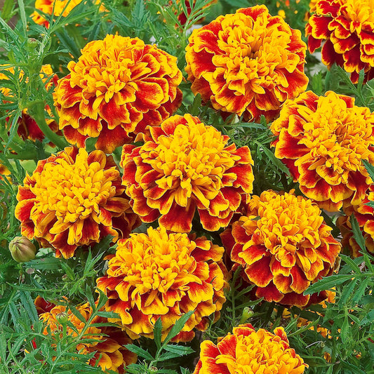 Afrikaantje 'Honeycomb' - Bakker