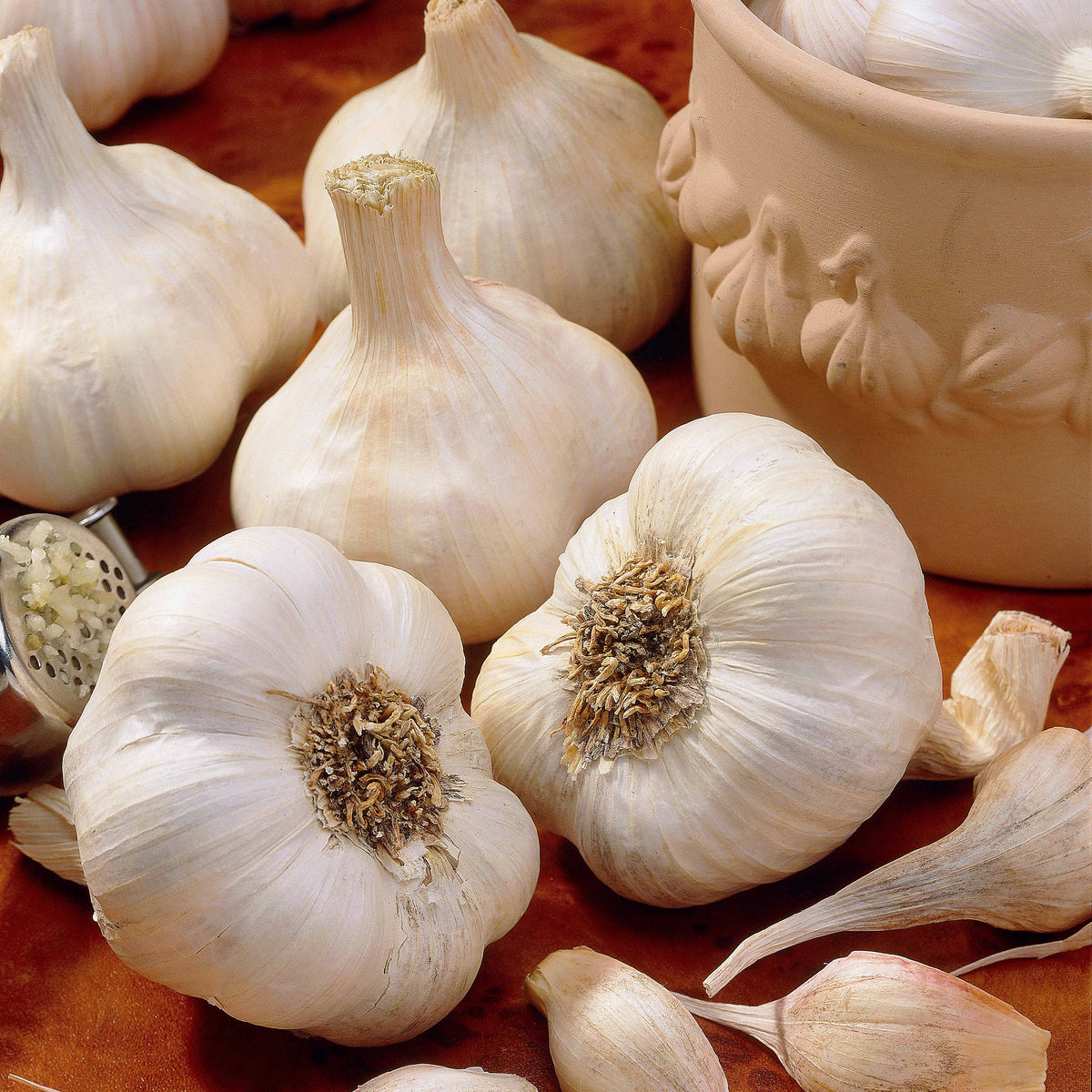 Knoflook 'Messidrome' - Bakker
