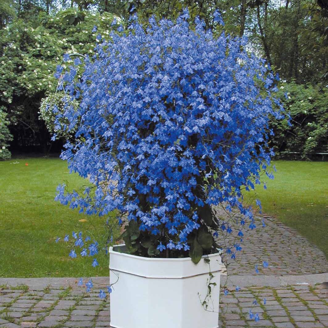 Lobelia 'Erinus' (x3) - Lobelia erinus Azuro - Bakker