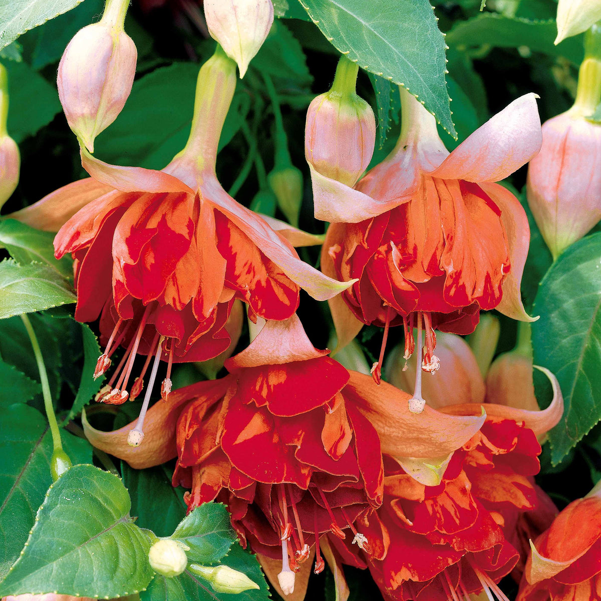 Bellenplant 'Bicentennial' (x3) - Fuchsia bicentennial - Bakker
