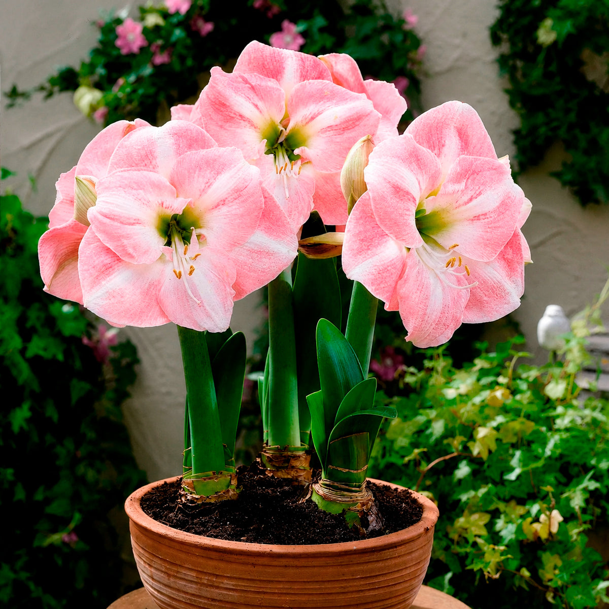 Amaryllis 'Angelique' - Amaryllis angelique - Bakker