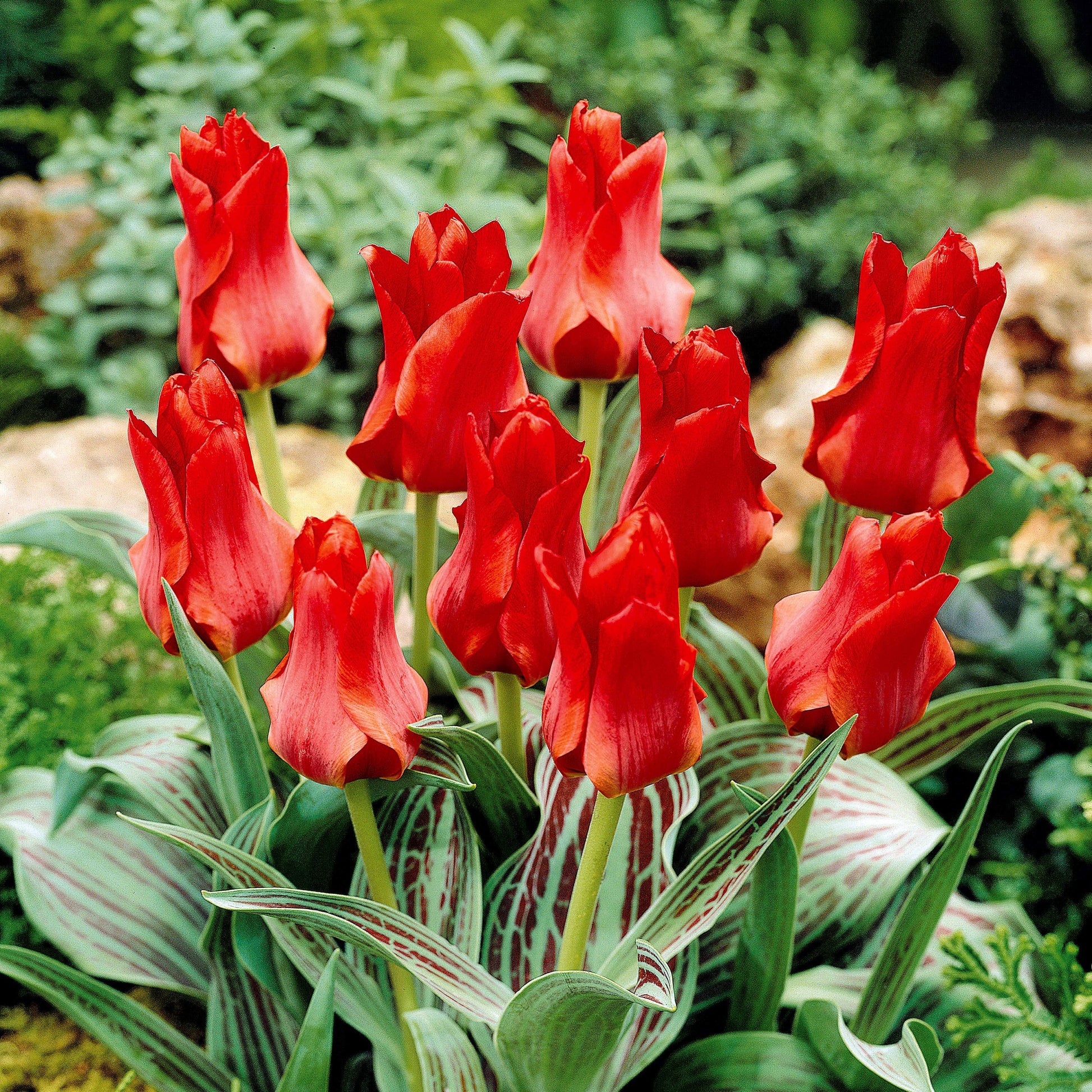 Tulpen Roodkapje (x10) - Tulipa greigii chaperon rouge - Bloembollen