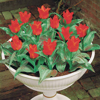 Tulpen Roodkapje (x10) - Tulipa greigii chaperon rouge - Tulpen