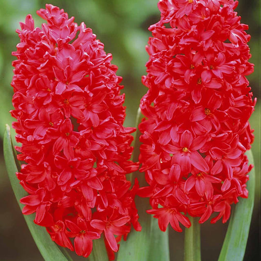 Hyacinthen 'Jan Bos' (x6) - Bakker