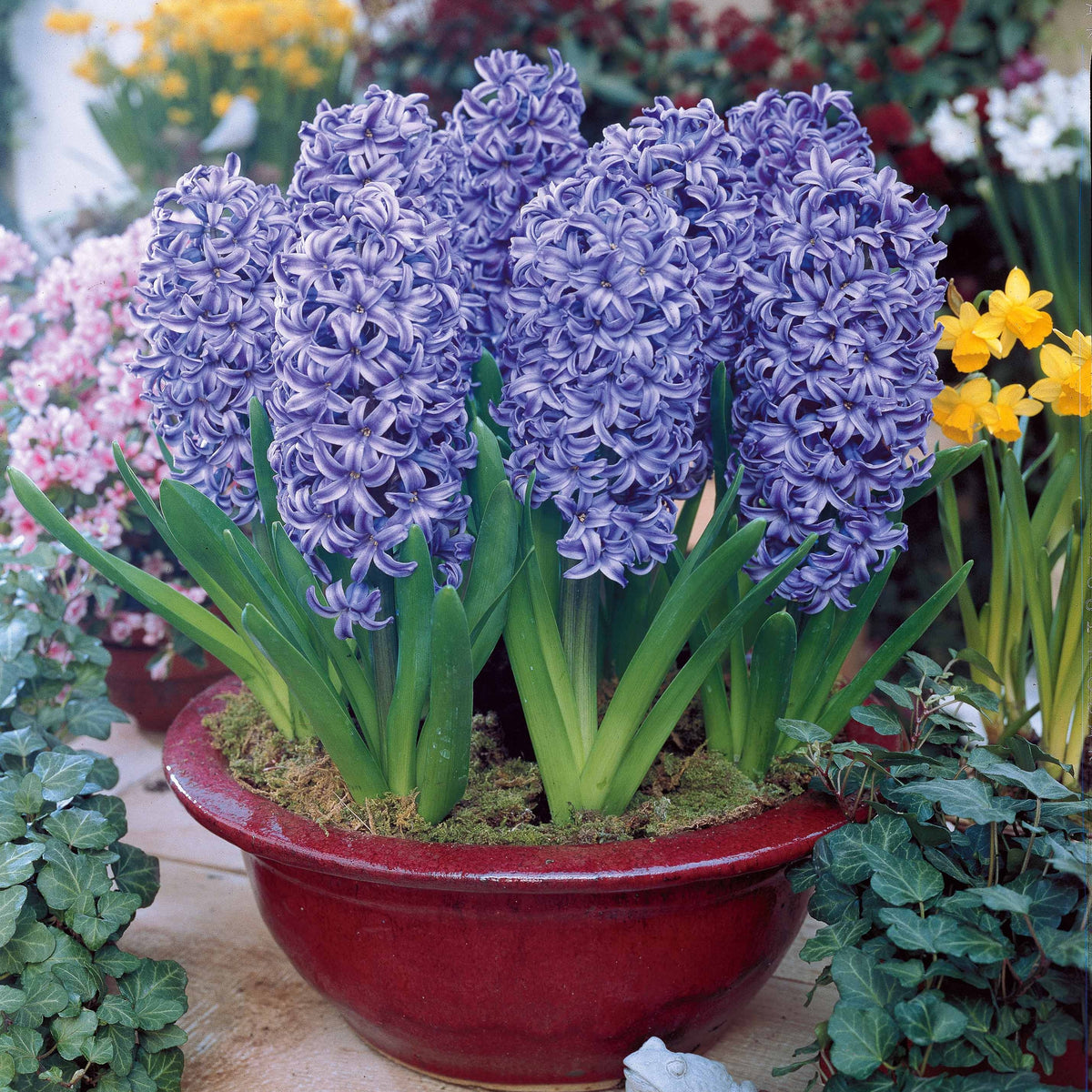 Hyacinthen 'Ostara' (x6) - Bakker