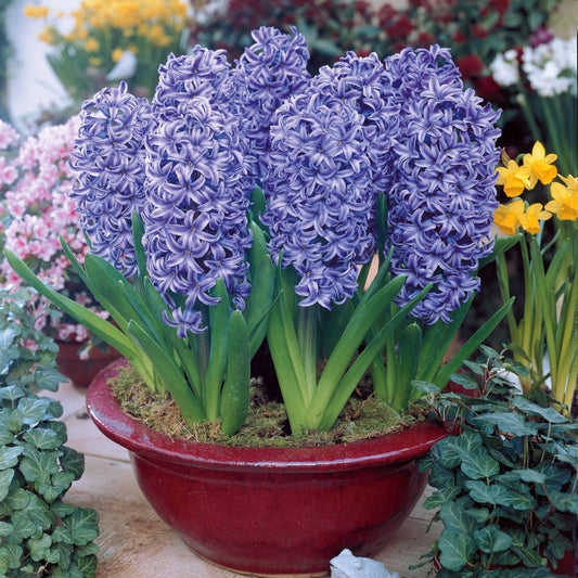 Hyacinthen 'Ostara' (x6) - Bakker
