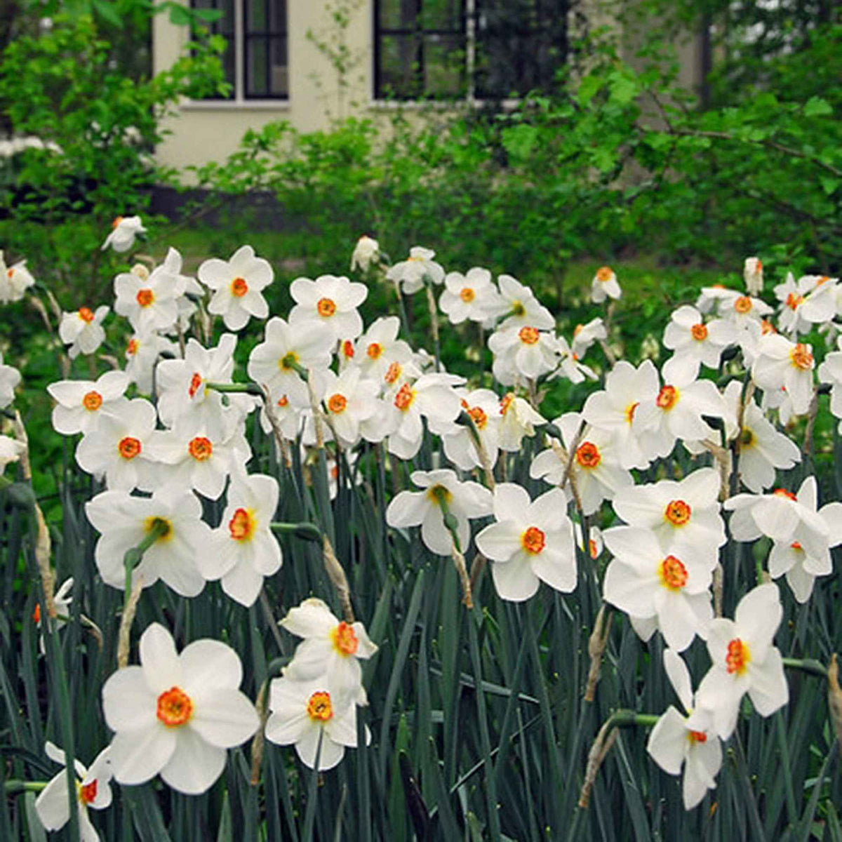 Narcissus poeticus Actea - Narcissen poeticus 'Actea' (x10) - Narcissen