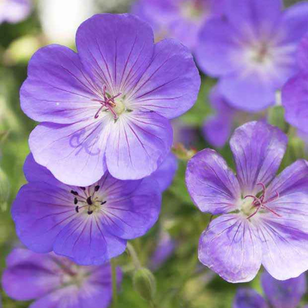 Ooievaarsbek Himalaya - Geranium himalayense - Bakker