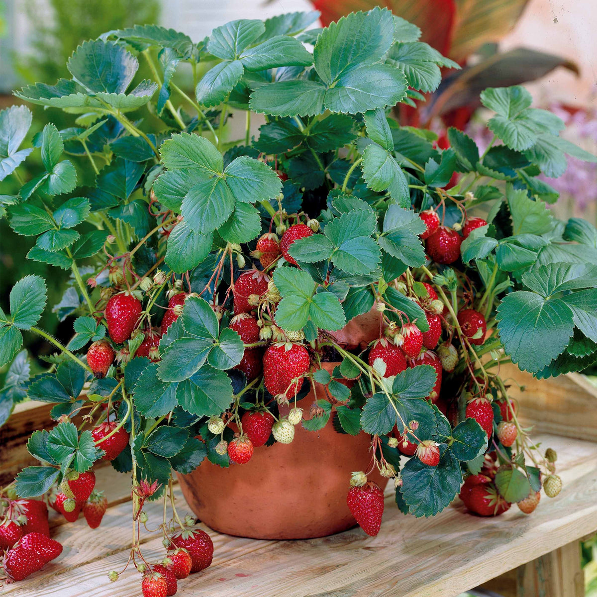 Aardbei 'Maestro' - Fragaria maestro ® cov 89.98.1 - Bakker