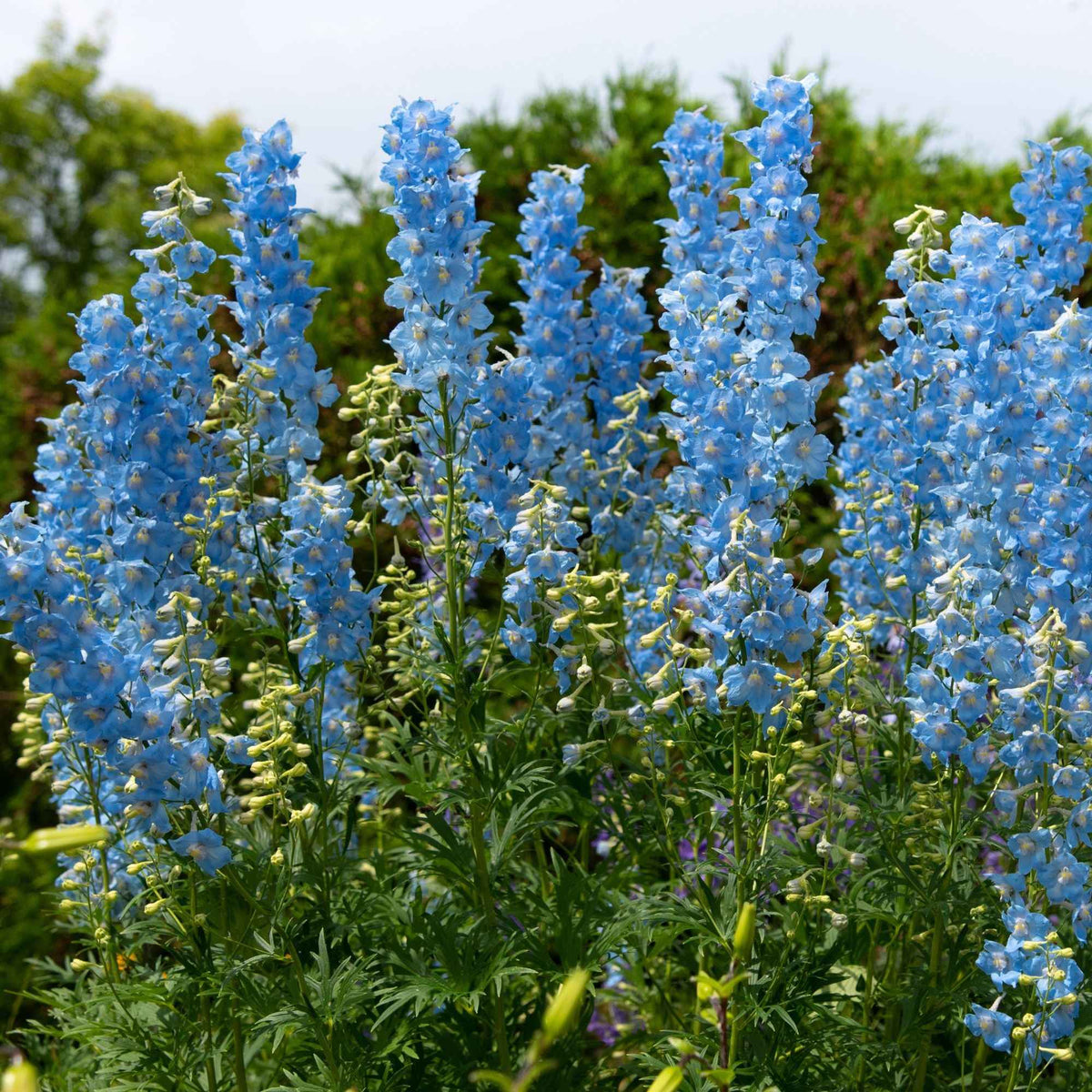 Verzameling vaste planten voor buitenbedden (x11) - Delphinium, gypsophila paniculata, centranthus ruber - Bakker