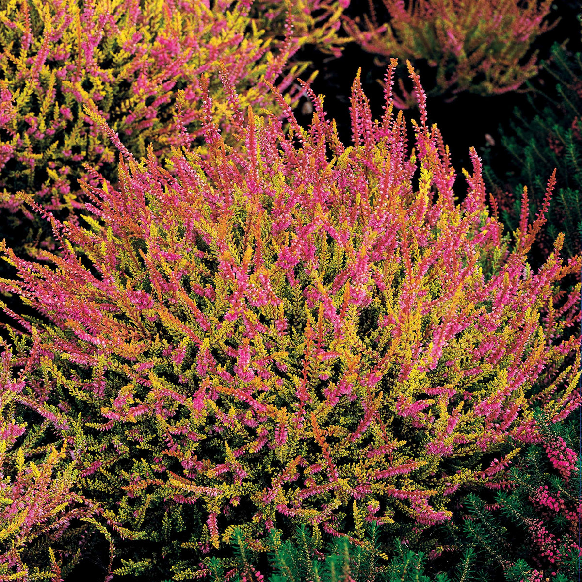 Struikheide - roze (x3) - Bakker