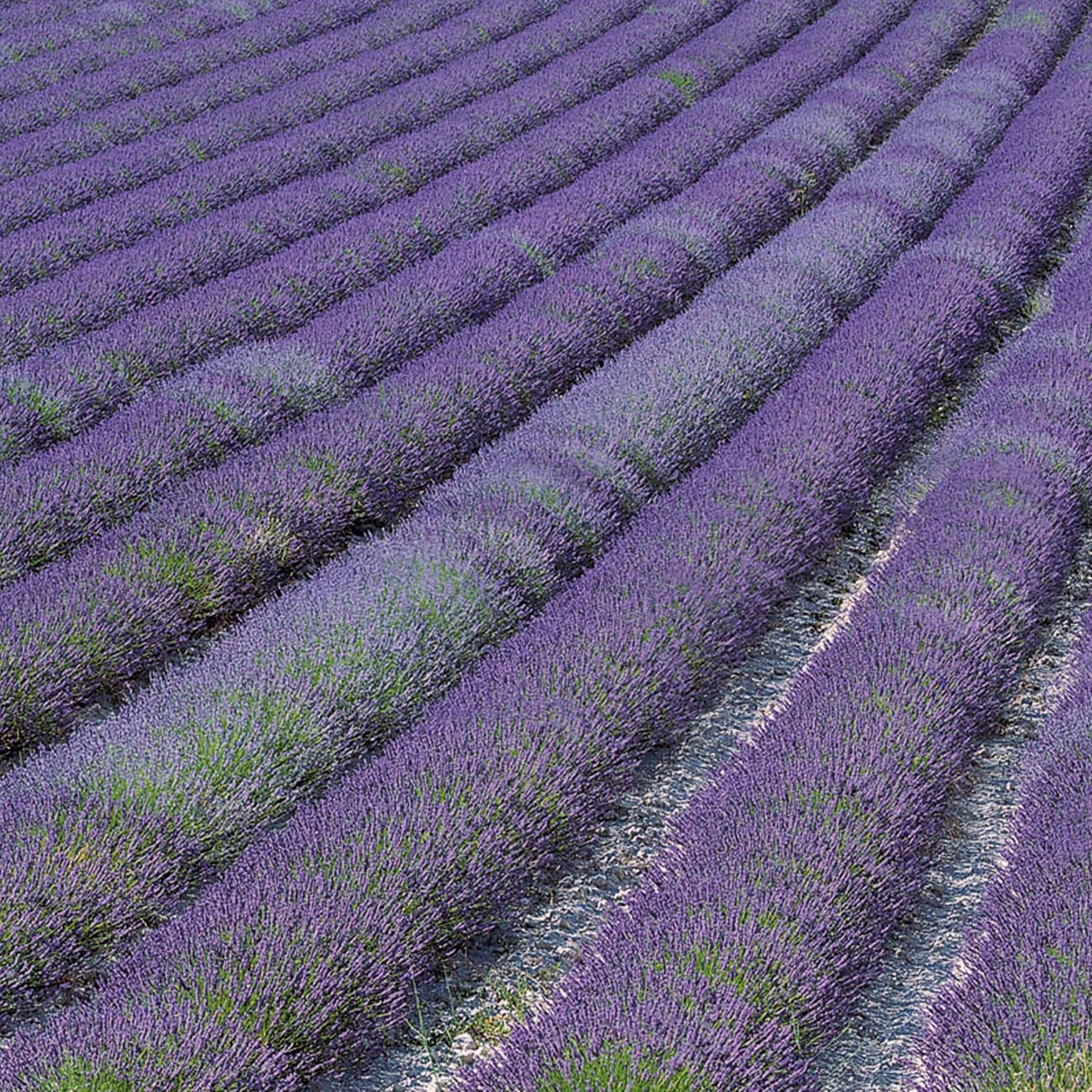 Lavandula angustifolia Grosso - Lavendel 'Grosso' - Lavendel