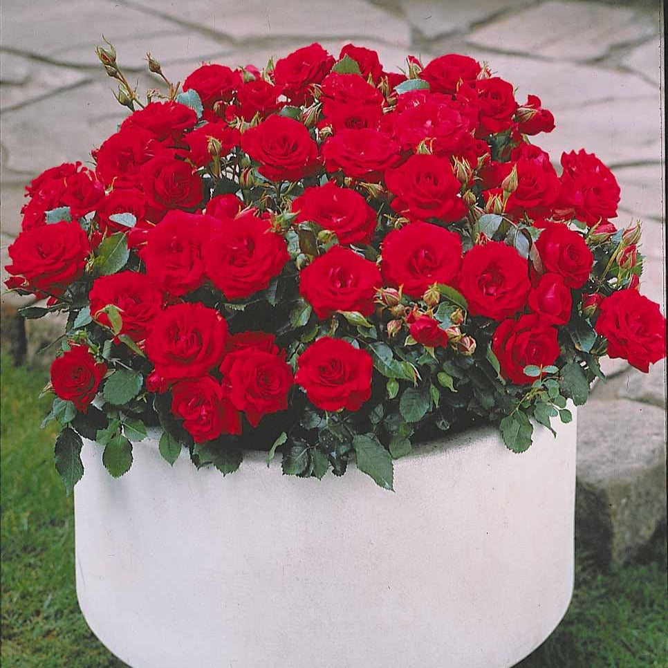Rozenmix 'Compact' - rood + geel + roze (x3) - Rosa randilla - Bakker