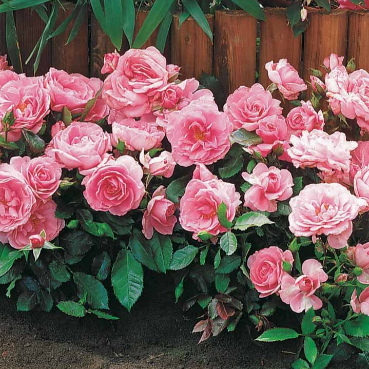 Perkroos 'Randilla' - roze (x3) - Rosa randilla - Bakker