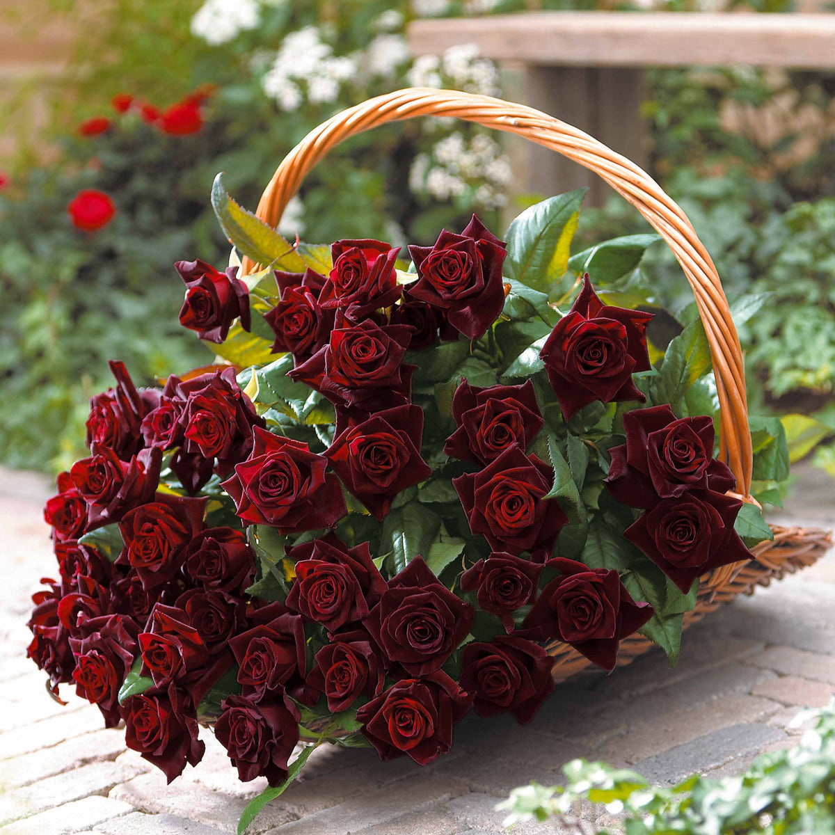 Roos 'Black Baccara'® - Rosa Black Baccara ® - Bakker