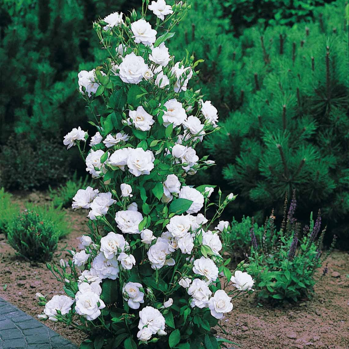 Roos 'Korbin' - Rosa korbin - Bakker