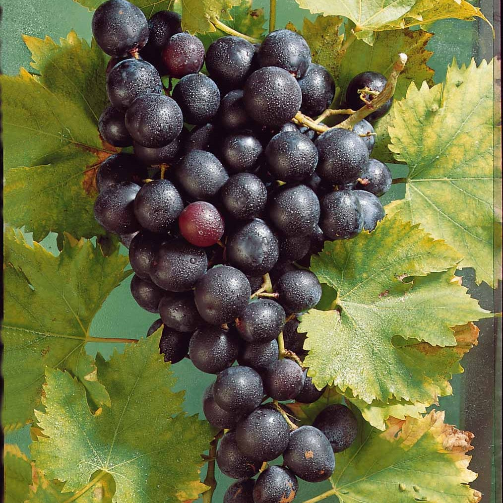 Blauwe druif 'Muscat de Hambourg' - Vitis vinifera muscat de hambourg - Bakker