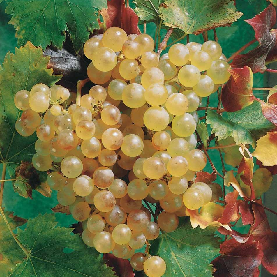 Vitis vinifera chasselas de fontainebleau - Druif 'Chasselas de Fontainebleau' - Druif