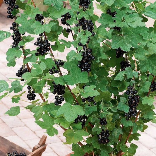 Zwarte bes 'Andega' - Ribes nigrum 'andega'