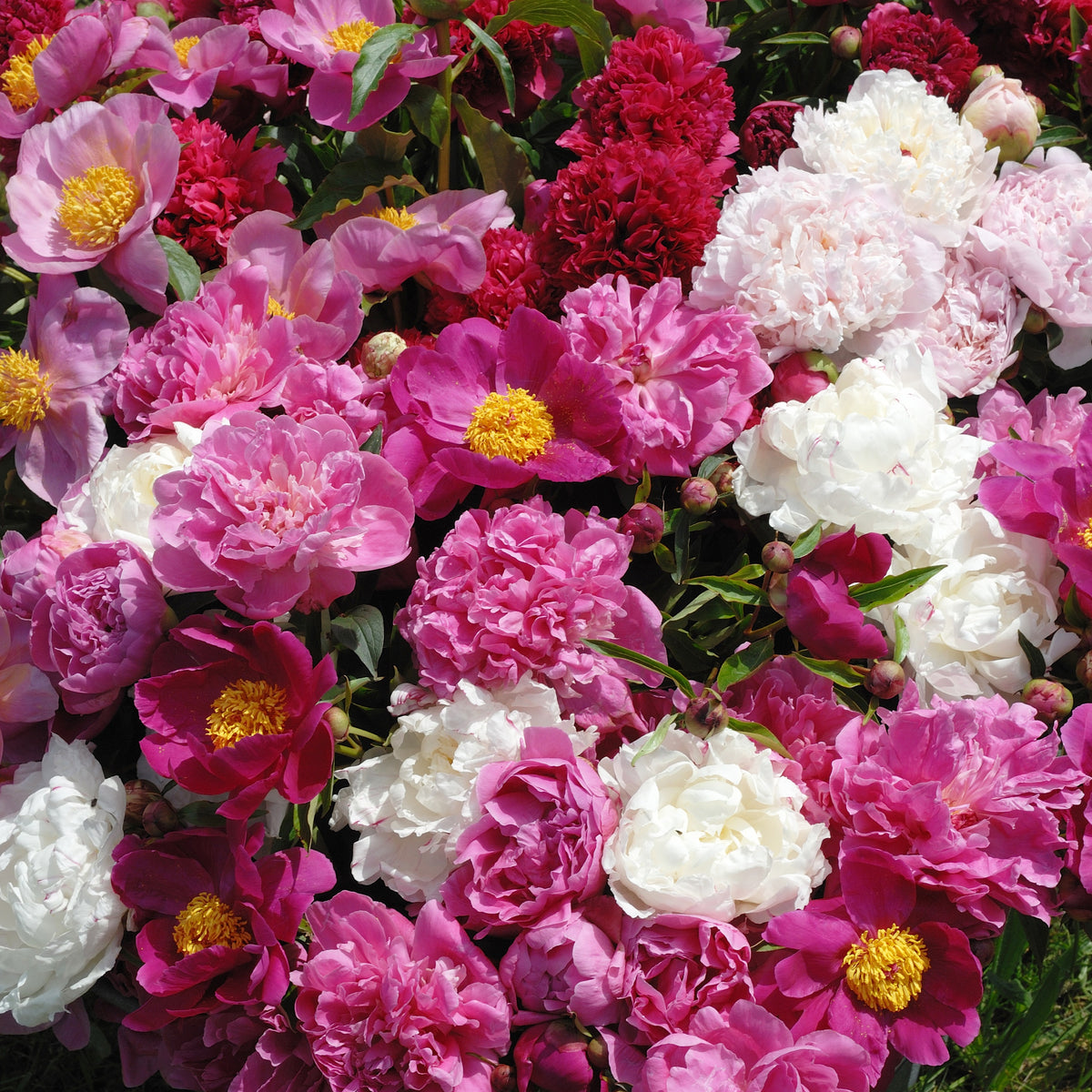 Geurende pioenroos Mix - rood + roze + wit (x3) - Paeonia lactiflora - Bakker