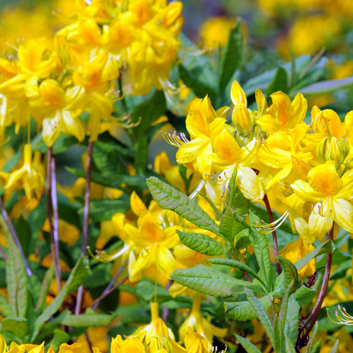 Azalea - geel - Bakker