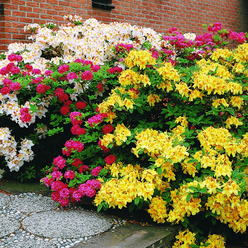 Azalea - geel - Rhododendron (Azalea) mollis Harvest Moon | Bakker.com