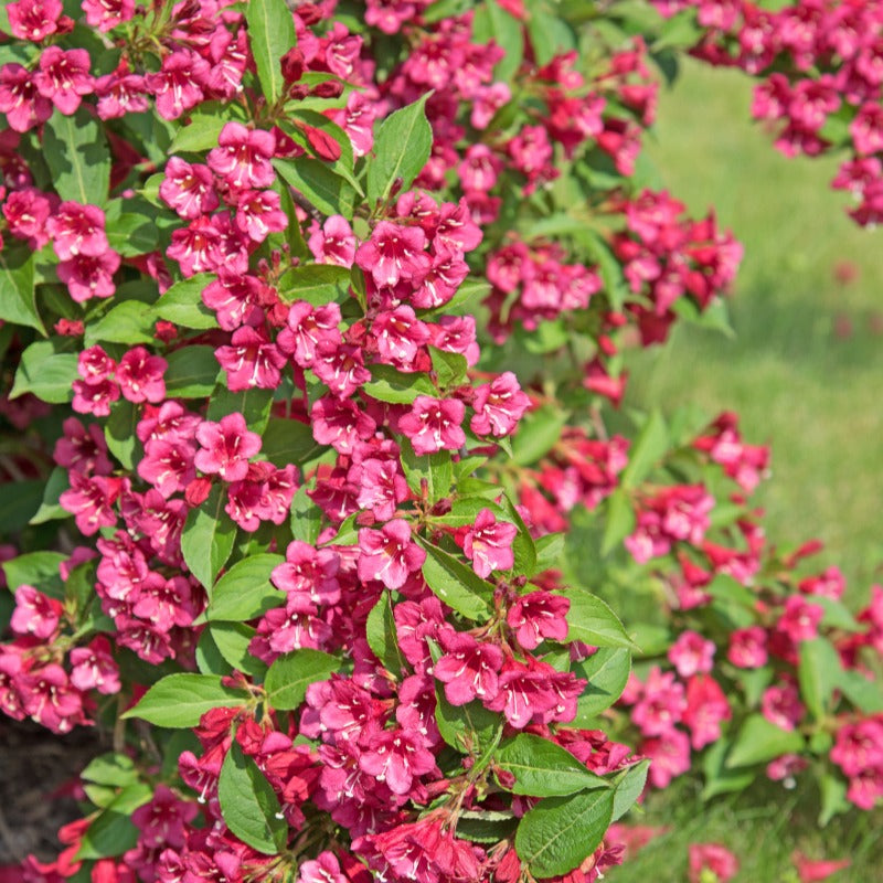 Weigela florida Bristol Ruby - Weigelia 'Bristol Robijn' - Heesters