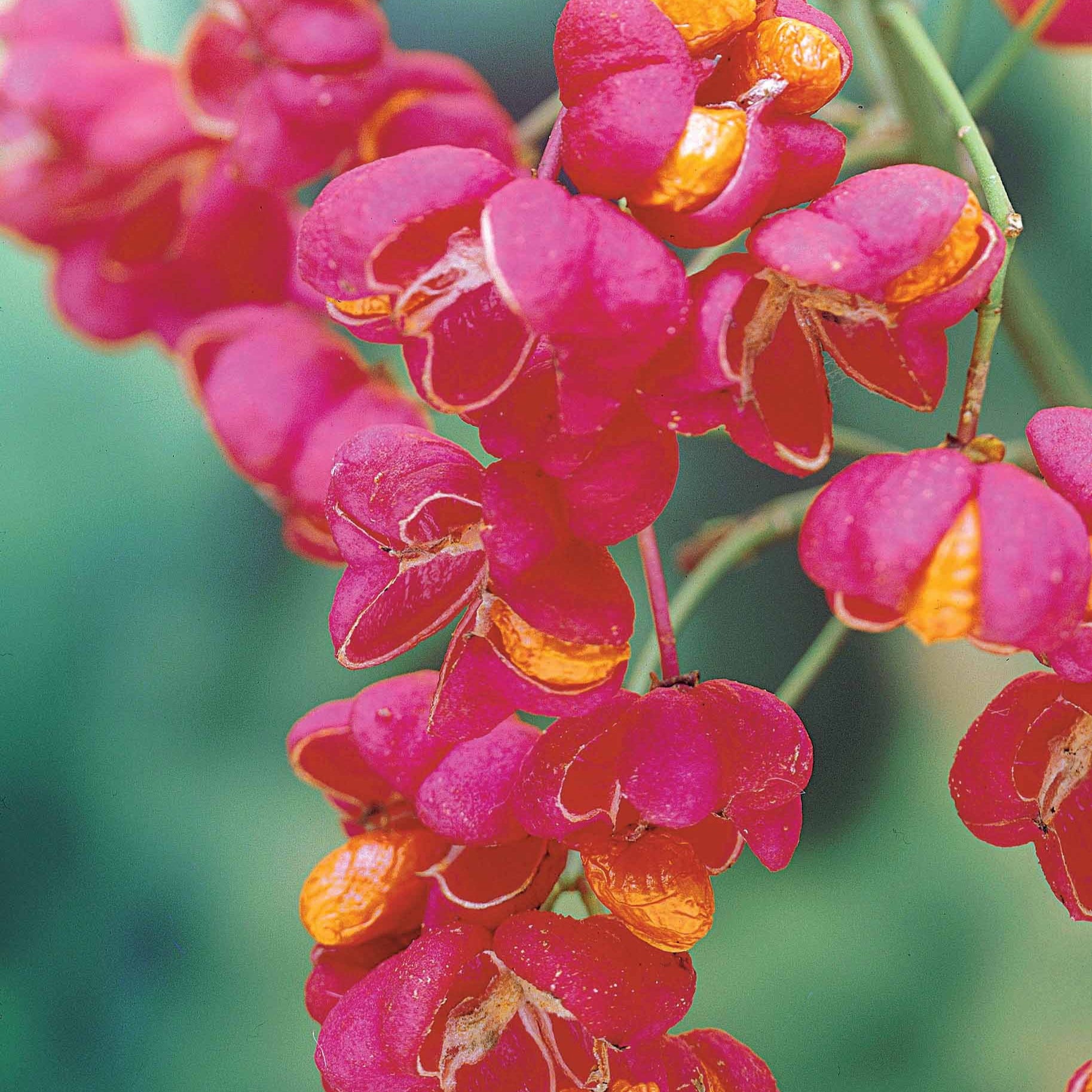 Heesters - Wilde kardinaalsmuts - Euonymus europaeus