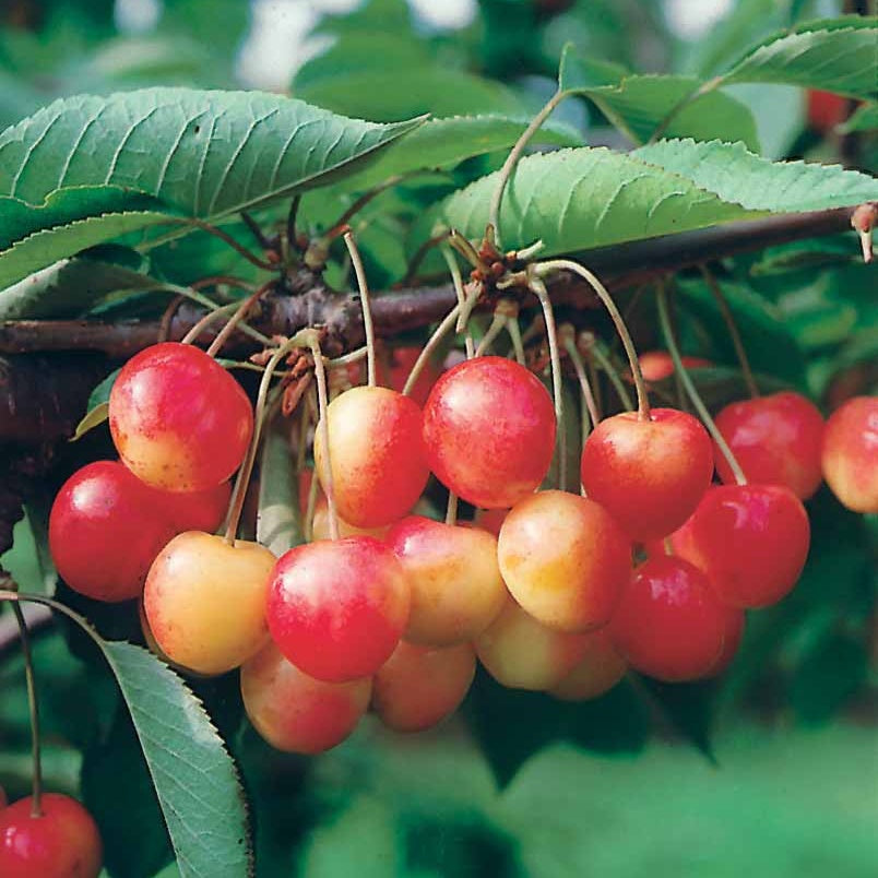 Zoete kers 'Napoléon' - Prunus avium napoléon - Bakker