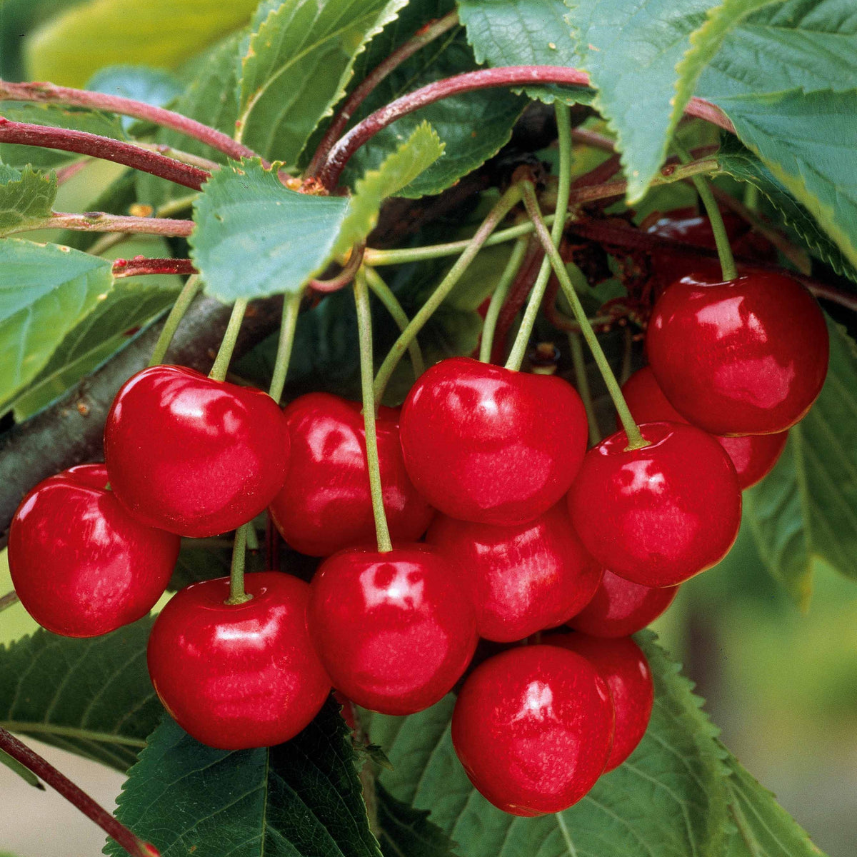 Mini Zoete kers 'Burlat' - Prunus avium Spur Burlat - Bakker