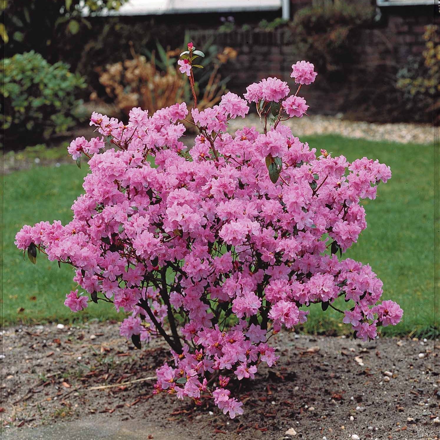 Rhododendron 'Praecox'