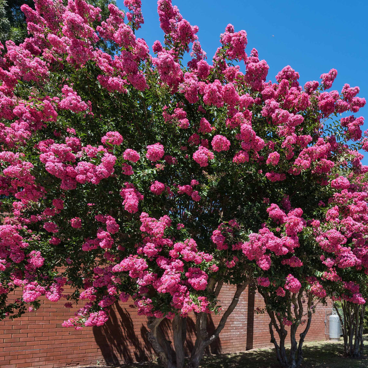 Indische sering - roze - Bakker