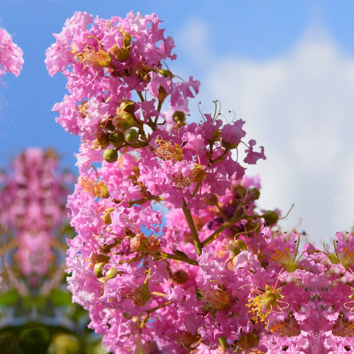 Indische sering - roze - Lagerstroemia indica Turenne - Bakker