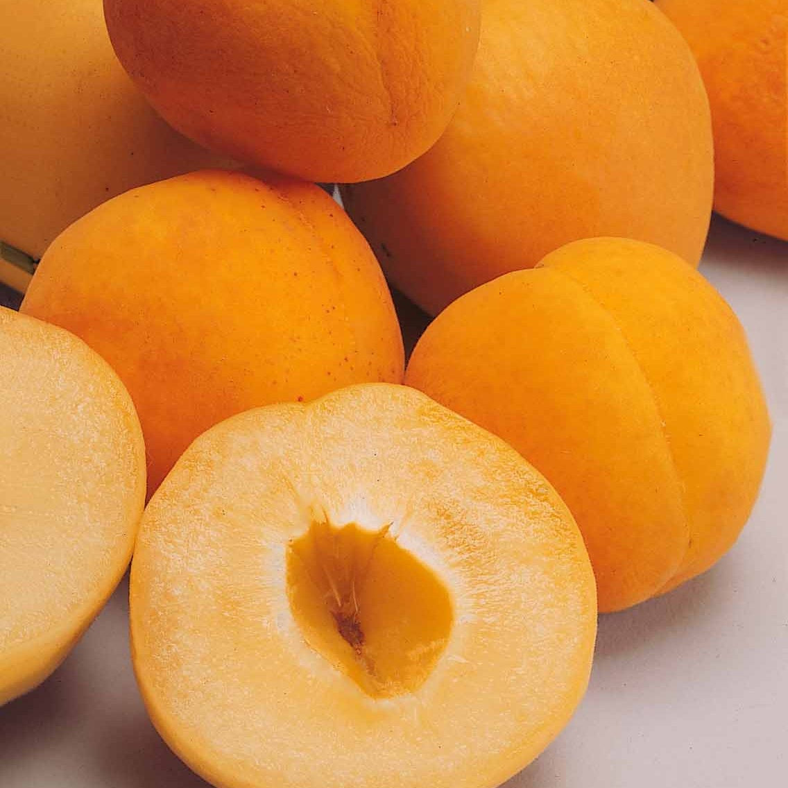 Abrikozenboom Polonais' - Prunus armeniaca Polonais - Bakker
