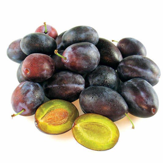 Pruimenboom 'Quetsche d'Alsace' - Bakker