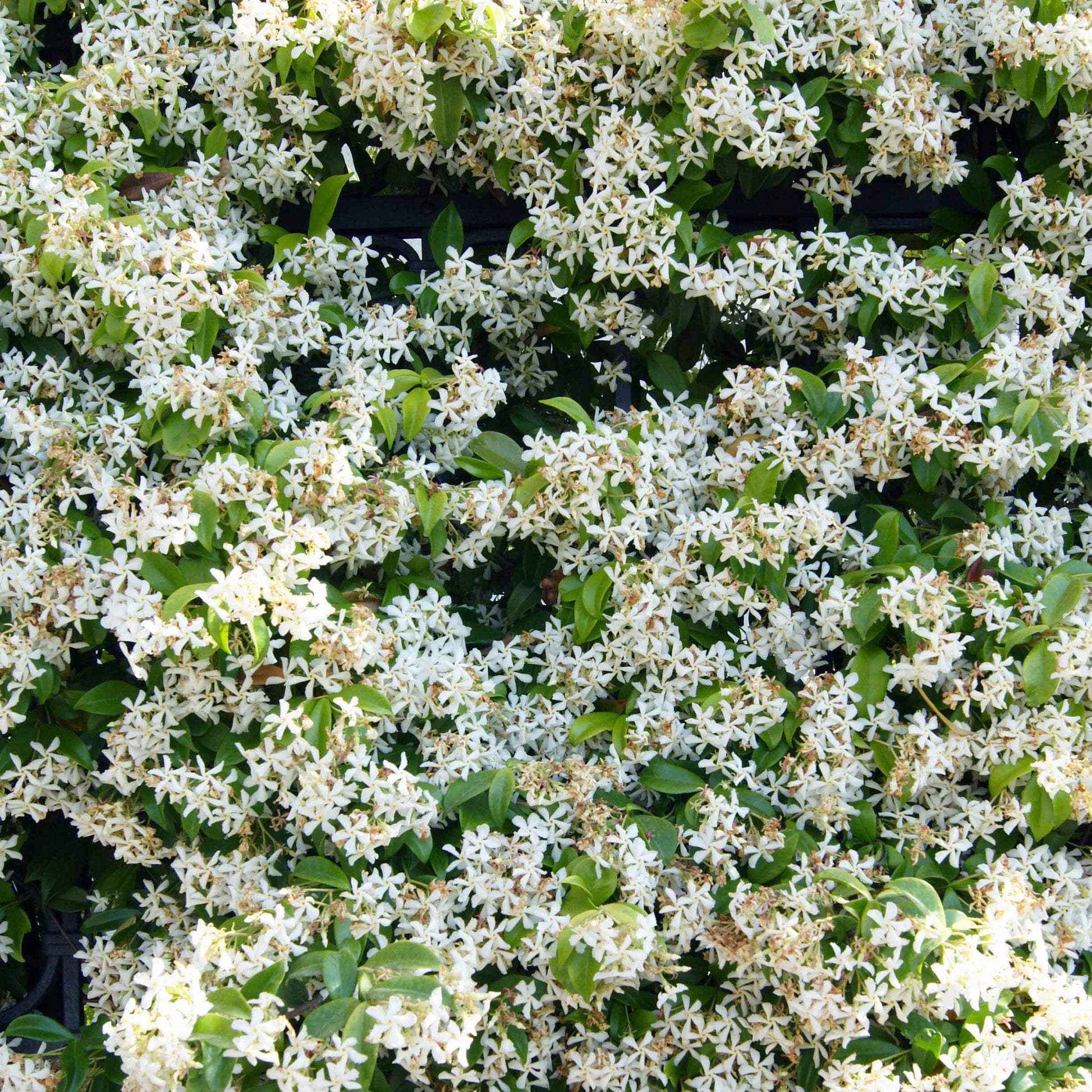 Sterjasmijn - Trachelospermum - Toscaanse jasmijn - Trachelospermum jasminoides