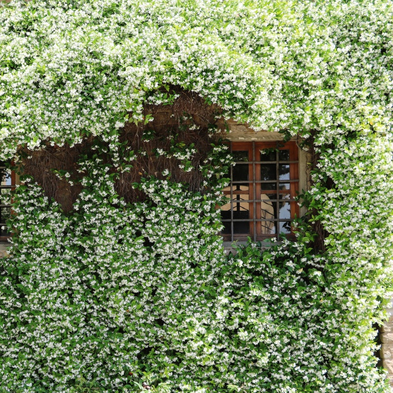 Verkoop Sterjasmijn - Trachelospermum - Toscaanse jasmijn