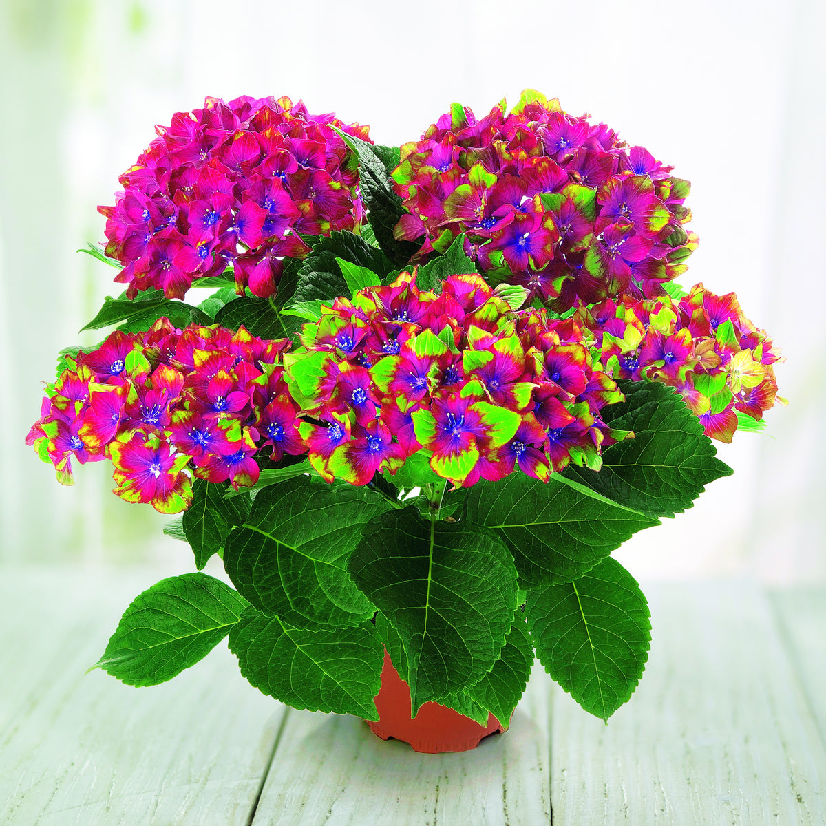 Boerenhortensia 'Saxon'® - Hydrangea macrophylla Saxon ® - Bakker